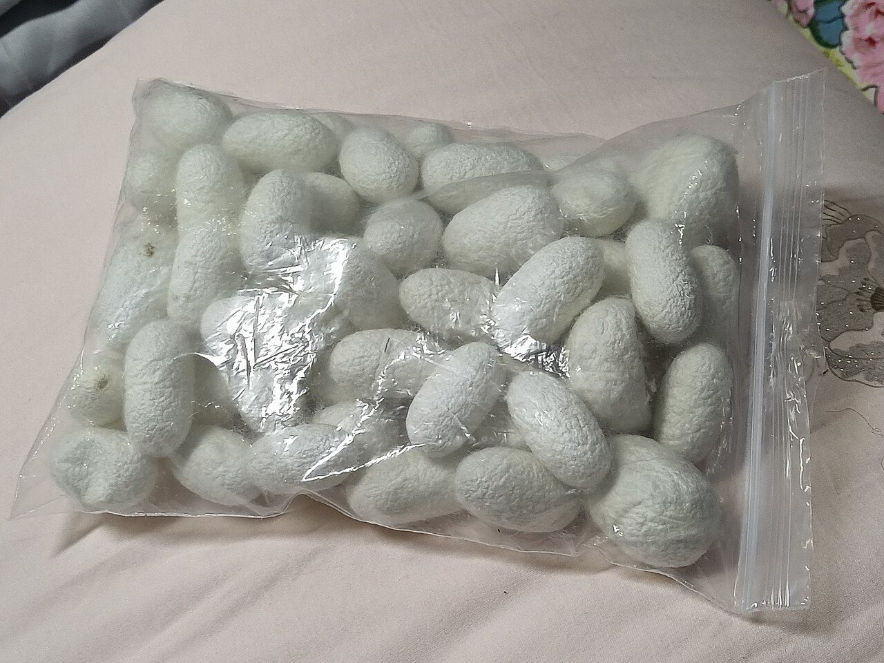 Kén tằm